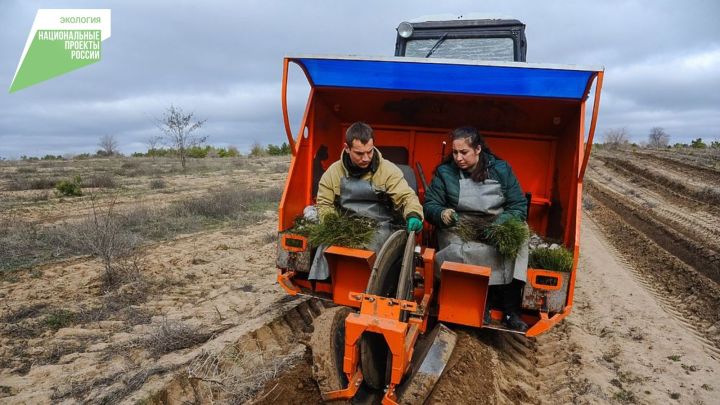 В 2022 году в Татарстане в рамках нацпроекта «Экология» проведут работы по лесовосстановлению на площади 3,6 тыс. га