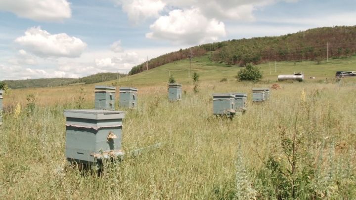 В одном из районов Татарстана произошло массовое отравление пчел