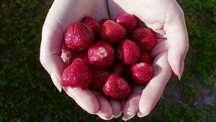 Жительница Заинска поделилась секретом выращивания сладкой клубники