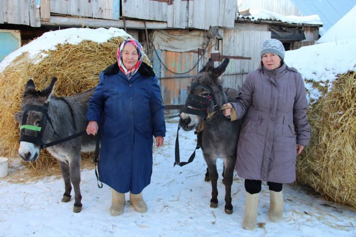 Бигеш авылында әниле-кызлы ишәк асрыйлар