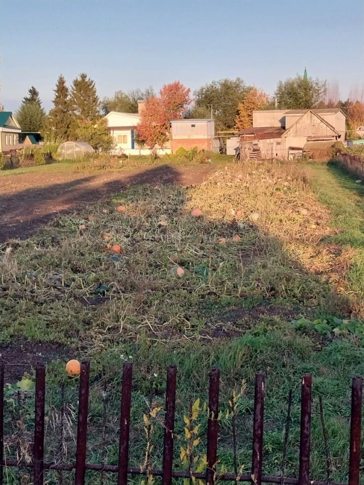 Специалист «Россельхозцентра» рассказала, что нужно успеть сделать в саду до заморозков