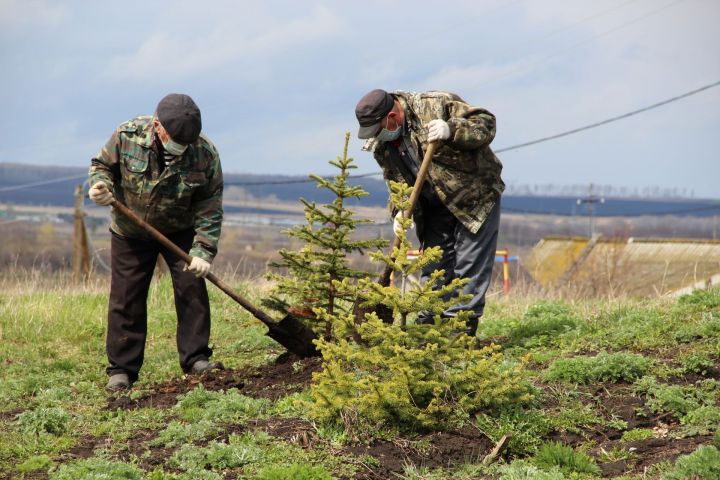 В Татарстане посадят миллион деревьев