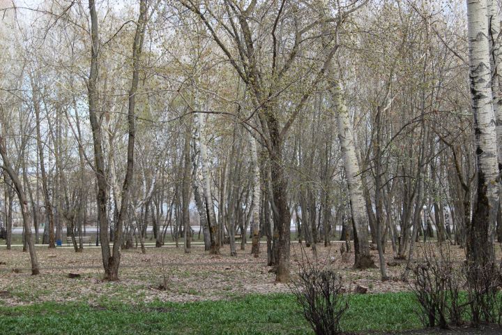 Сегодня – День прогулки по парку