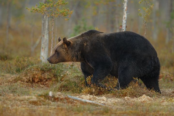 Медведи могут прийти в Заинский район