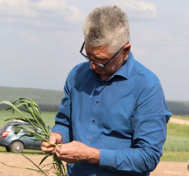 Фәргать Камалиев: «Авыл хуҗалыгы тармагы өчен яңгырлар бик кирәк»