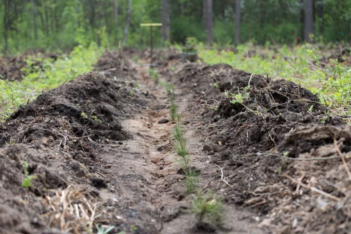 В 2024 году в Татарстане по нацпроекту «Экология» проведут лесовосстановление на площади 2564 га