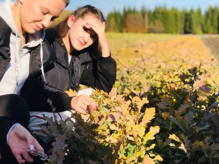 В Заинском лесопитомнике подросткам рассказали, как выращивают различные породы деревьев