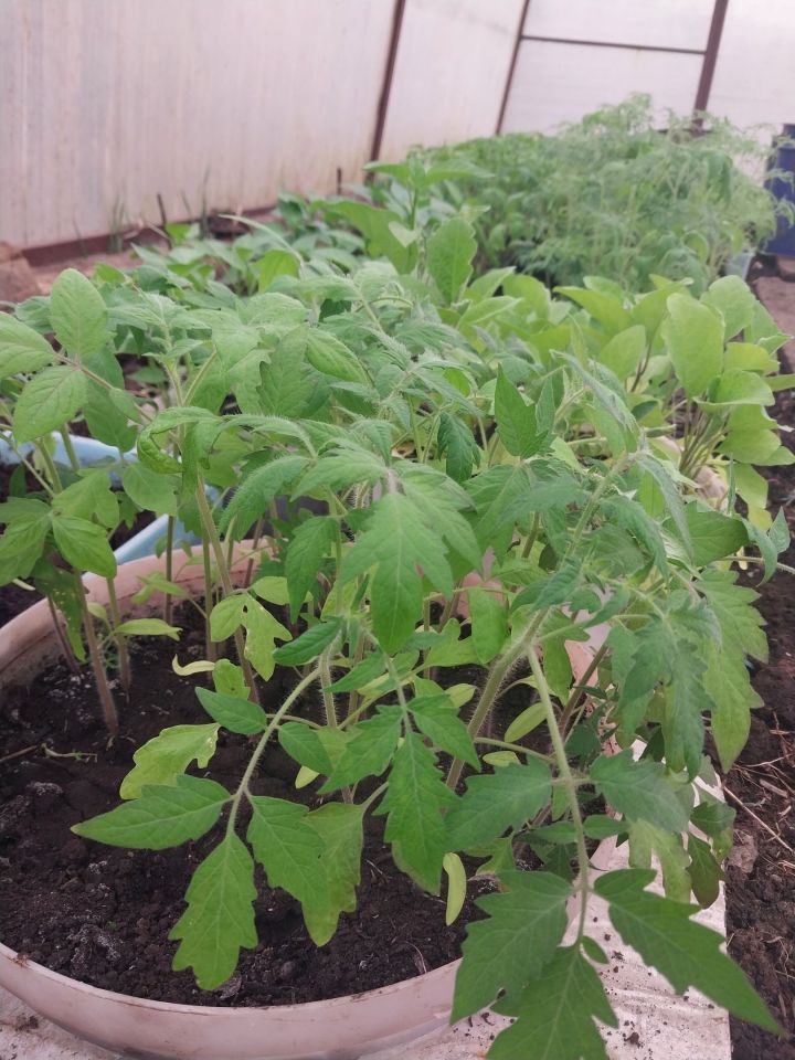 Зеленый блогер из Заинска Мария Гарапшина: «Рассада томатов не любит тесноту»