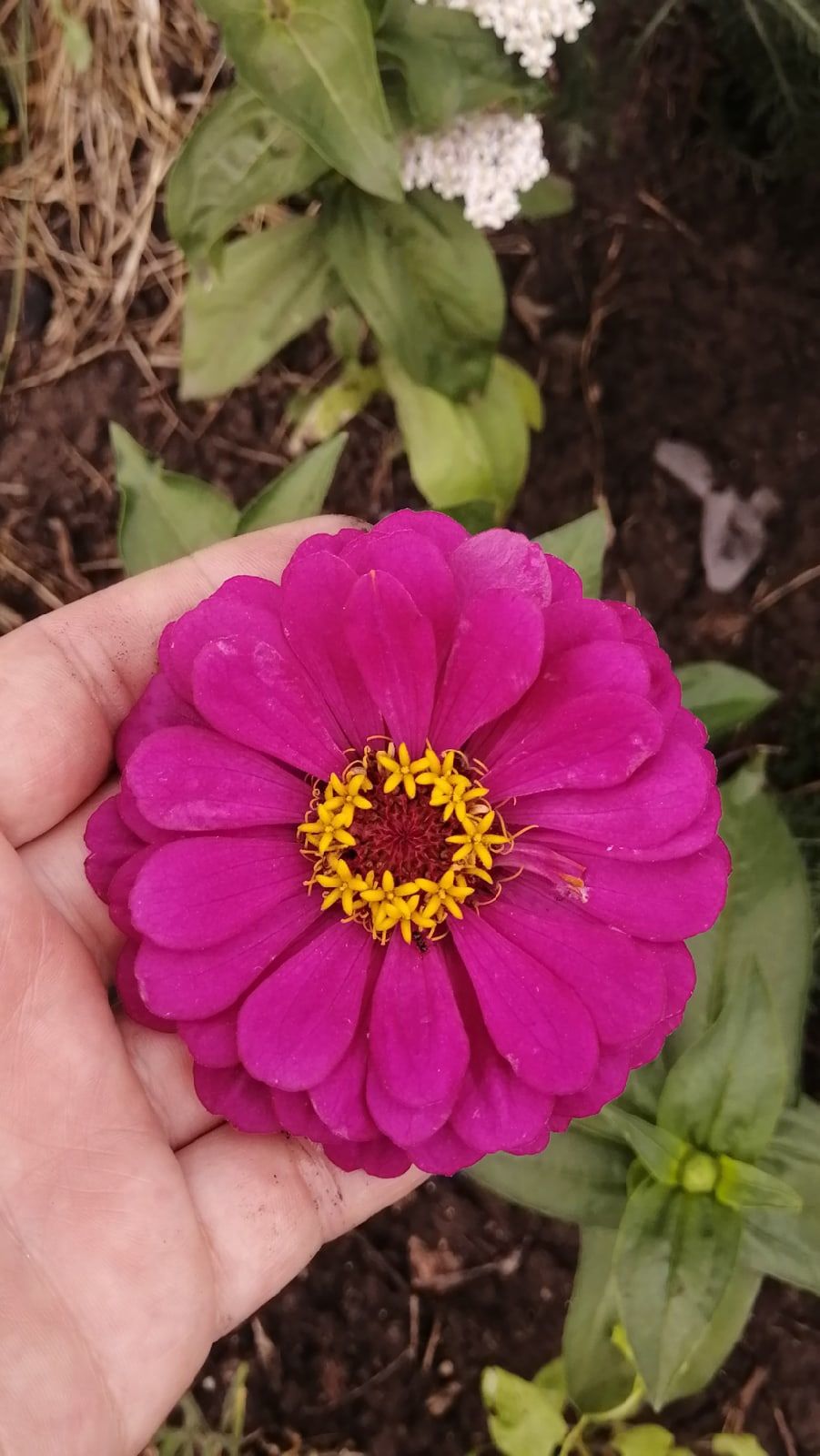 Цветы памяти: садовод-огородник Заинска дала рекомендации по обустройству цветника на могиле