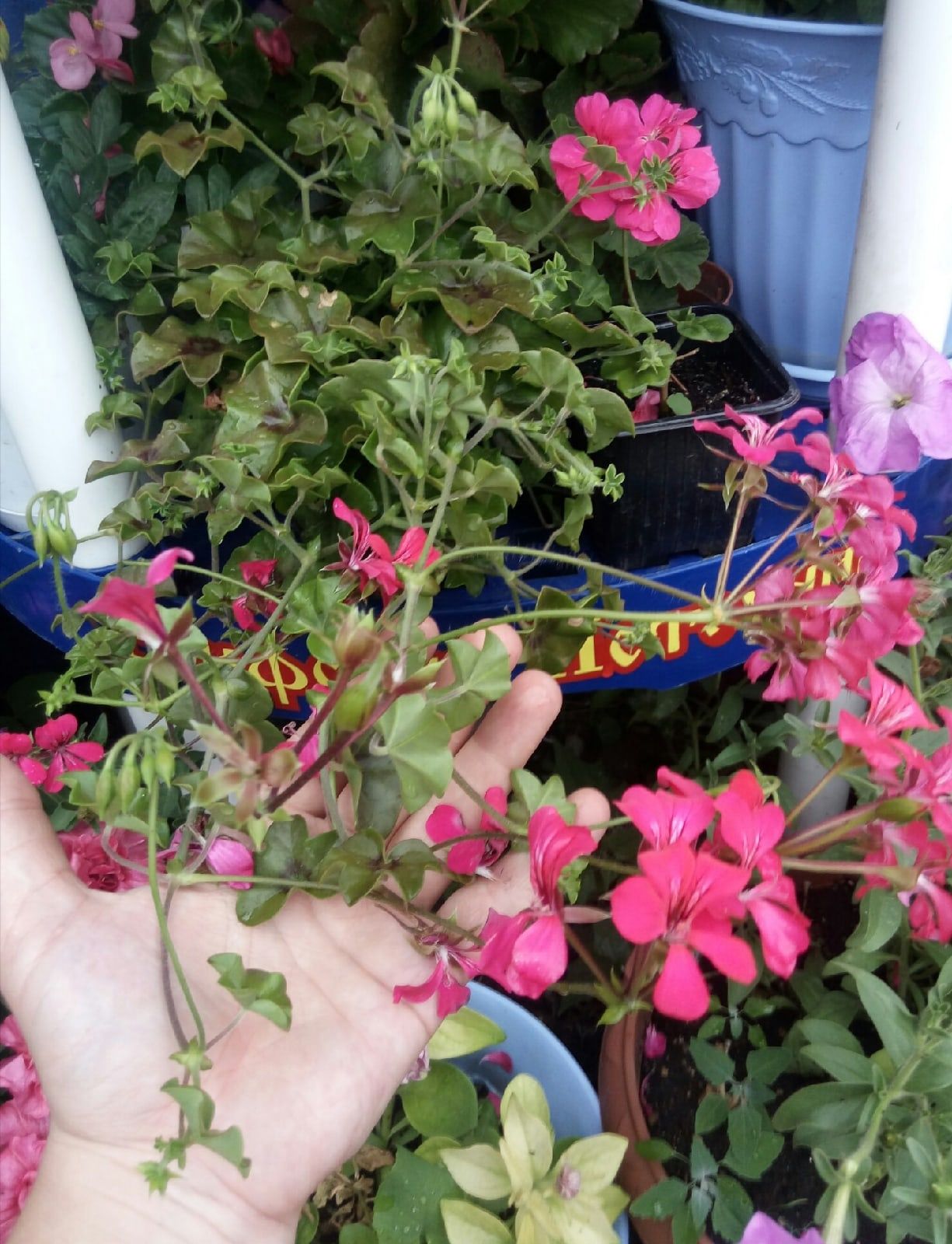 Цветы памяти: садовод-огородник Заинска дала рекомендации по обустройству цветника на могиле