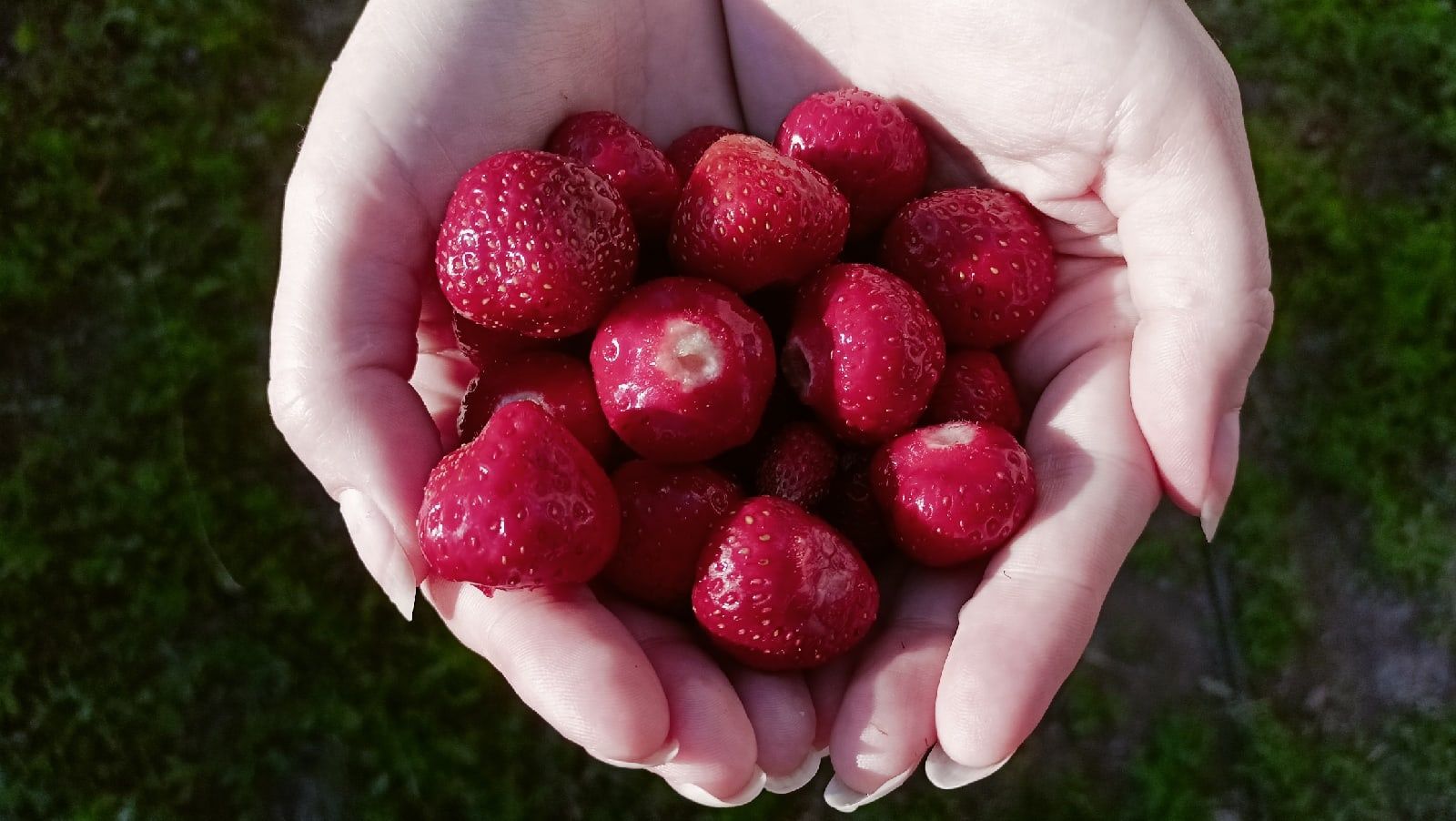 Mary strawberry. Сладкая клубника. Захарова клубника. Тайна клубника.