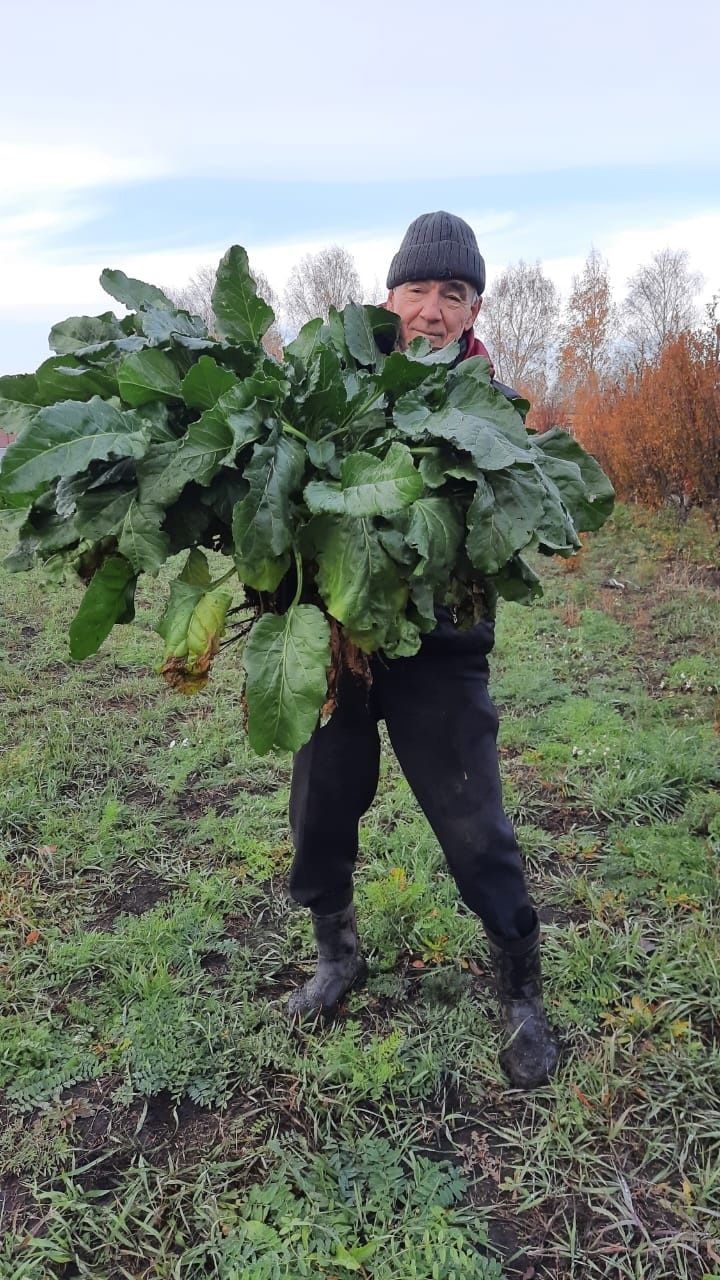 Житель Заинского района вырастил огромную сахарную свеклу весом 6 кг