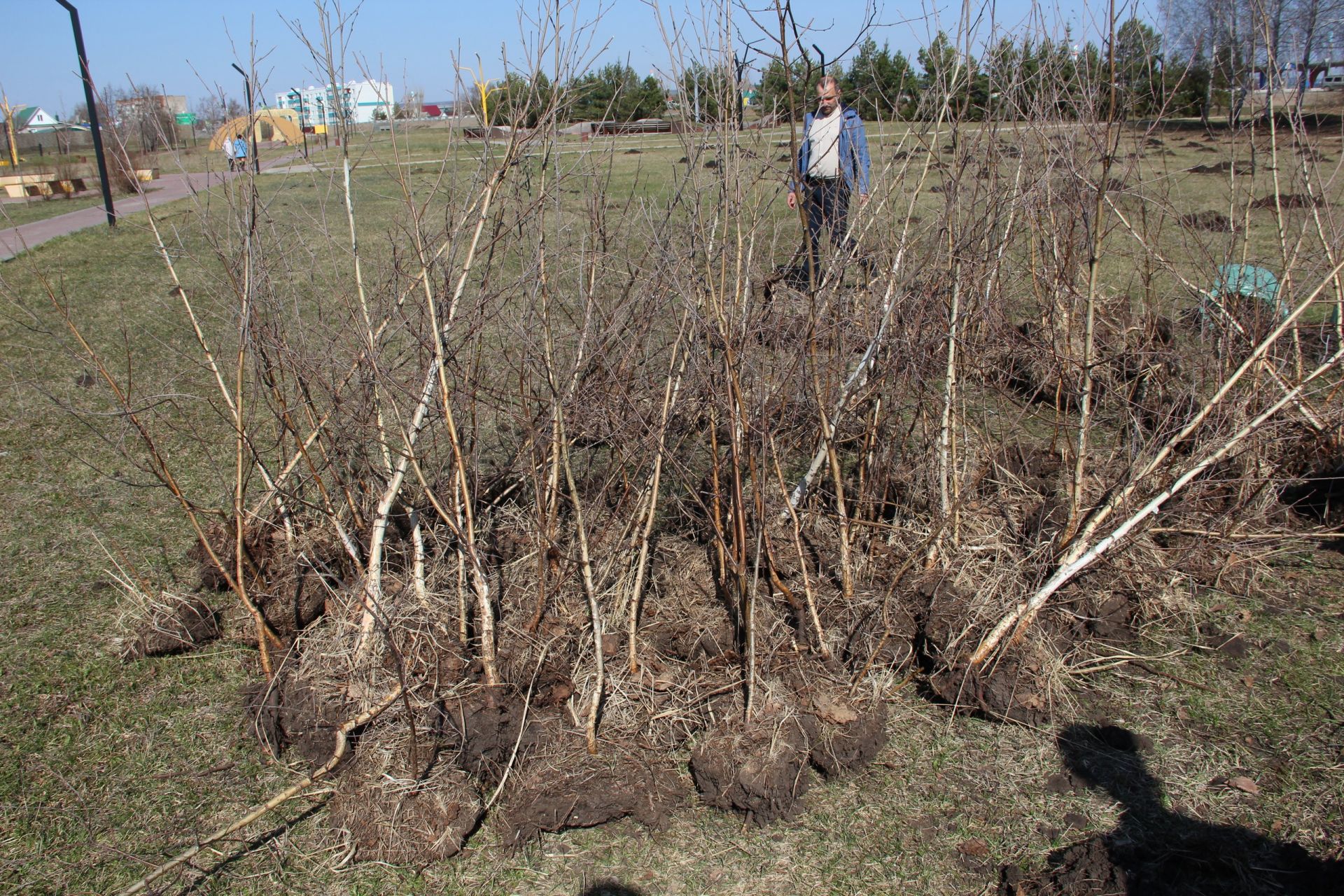 Деревья и кустарники сажают жители Заинского района