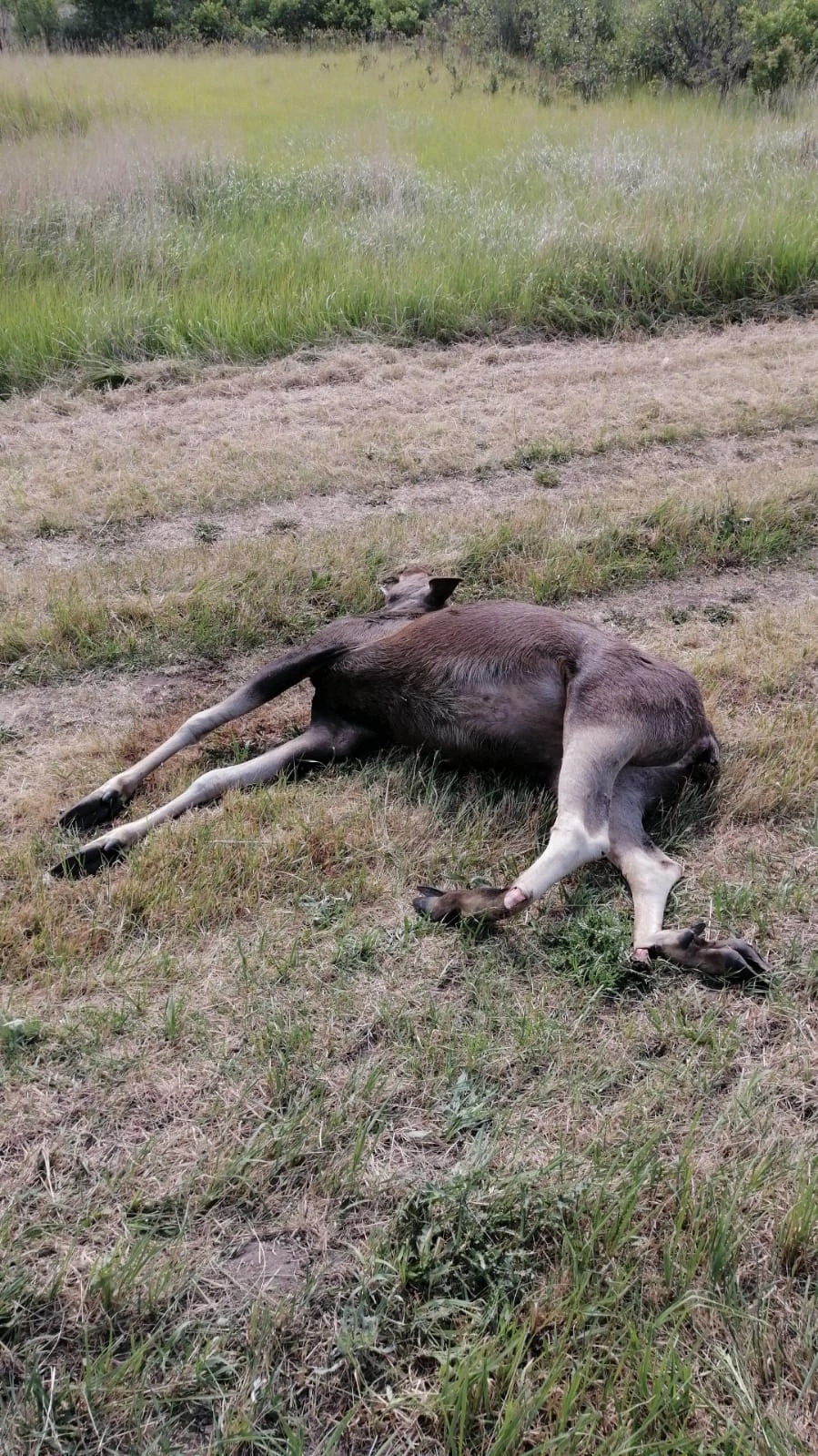 В Заинске автомобиль сбил лося