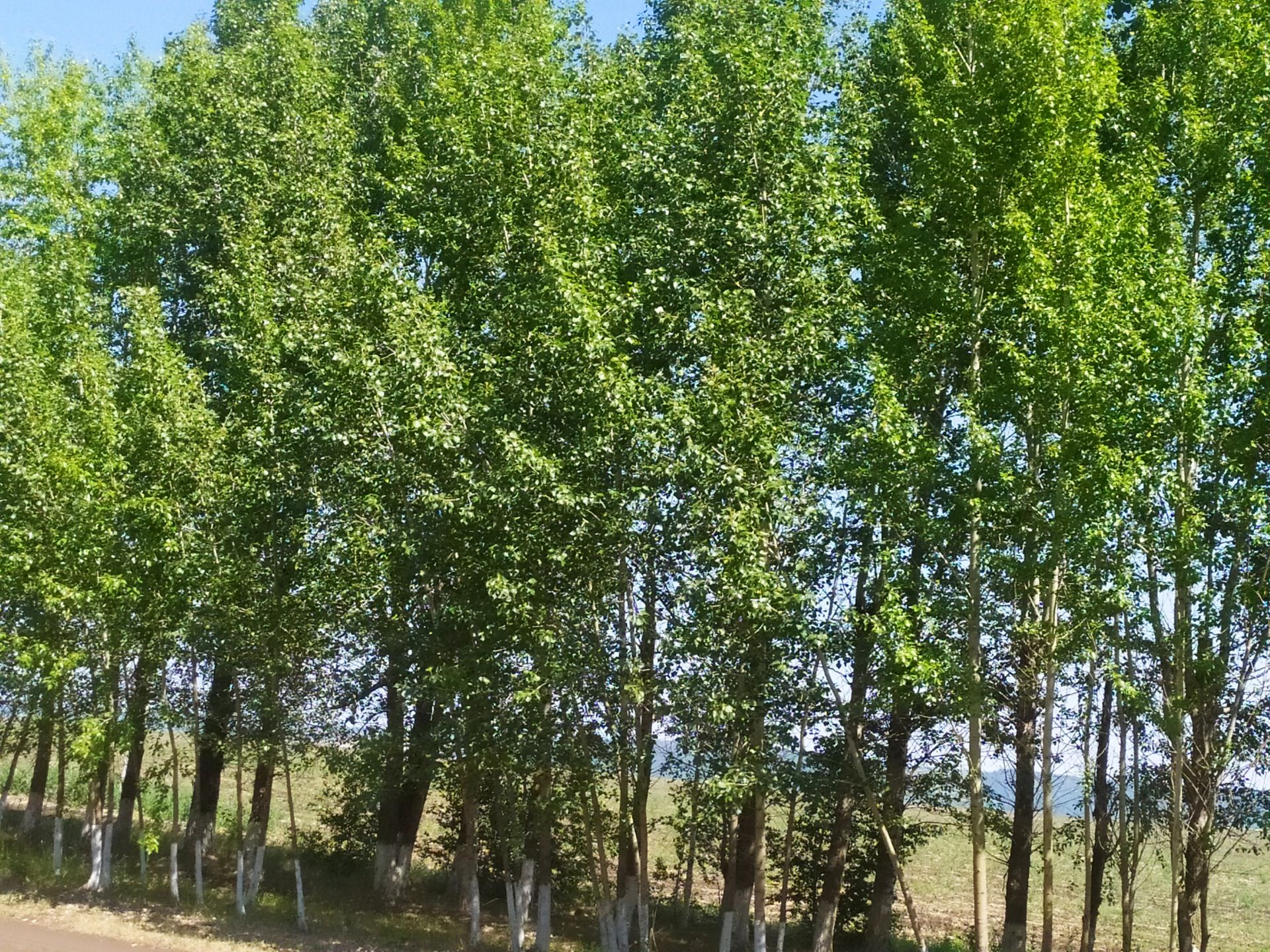 Республикада урманнарда янгын куркынычсызлыгын күзәтү өчен 30 авиапатруль ясалган