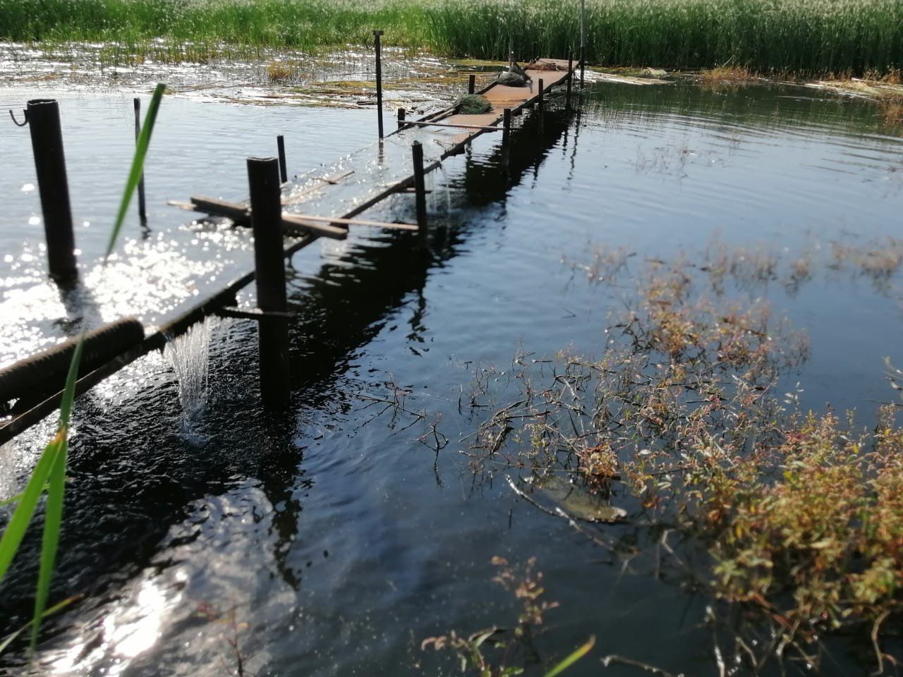 Как очистить Заинское водохранилище от зарастания водорослями?
