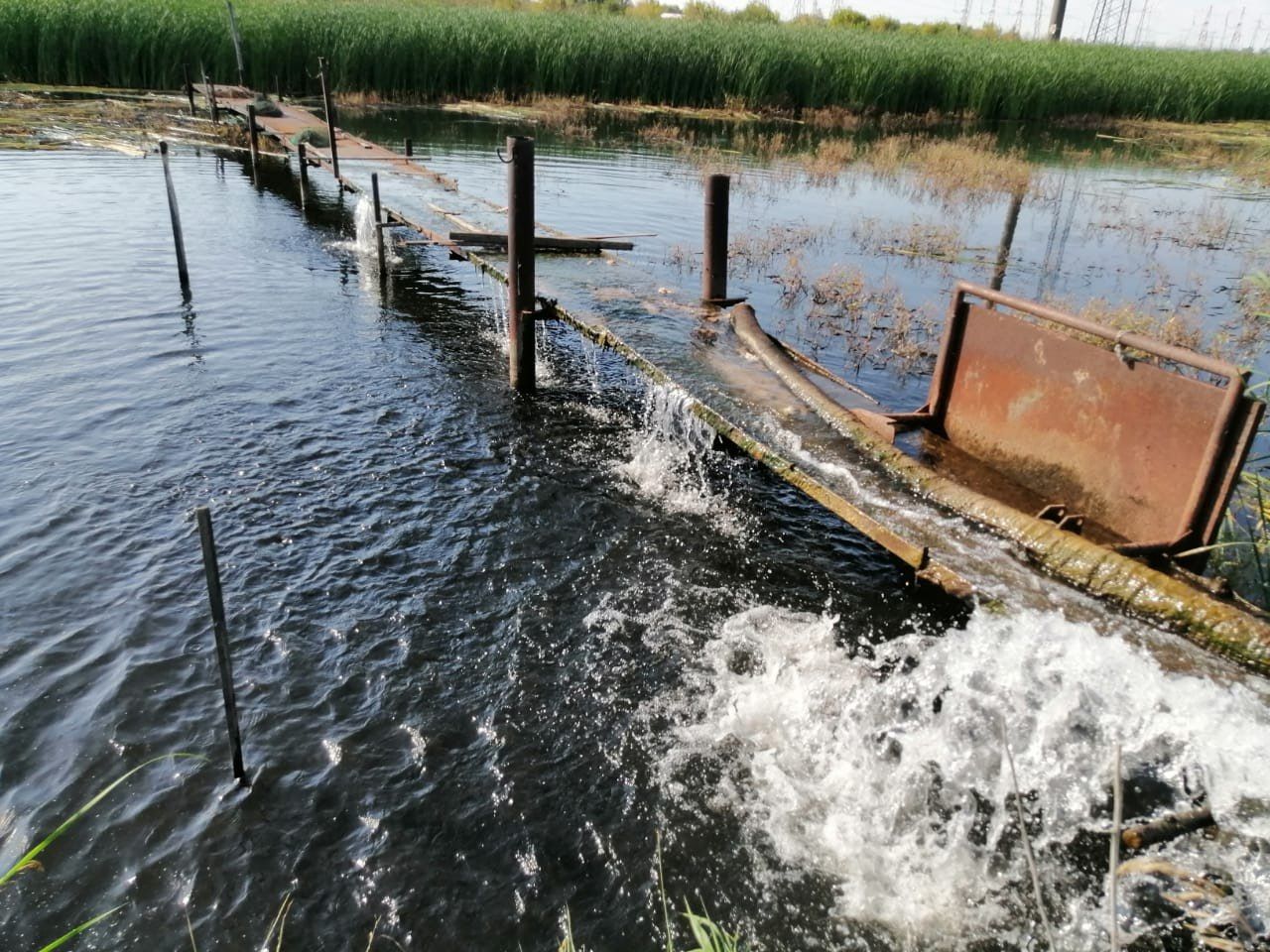Как очистить Заинское водохранилище от зарастания водорослями?
