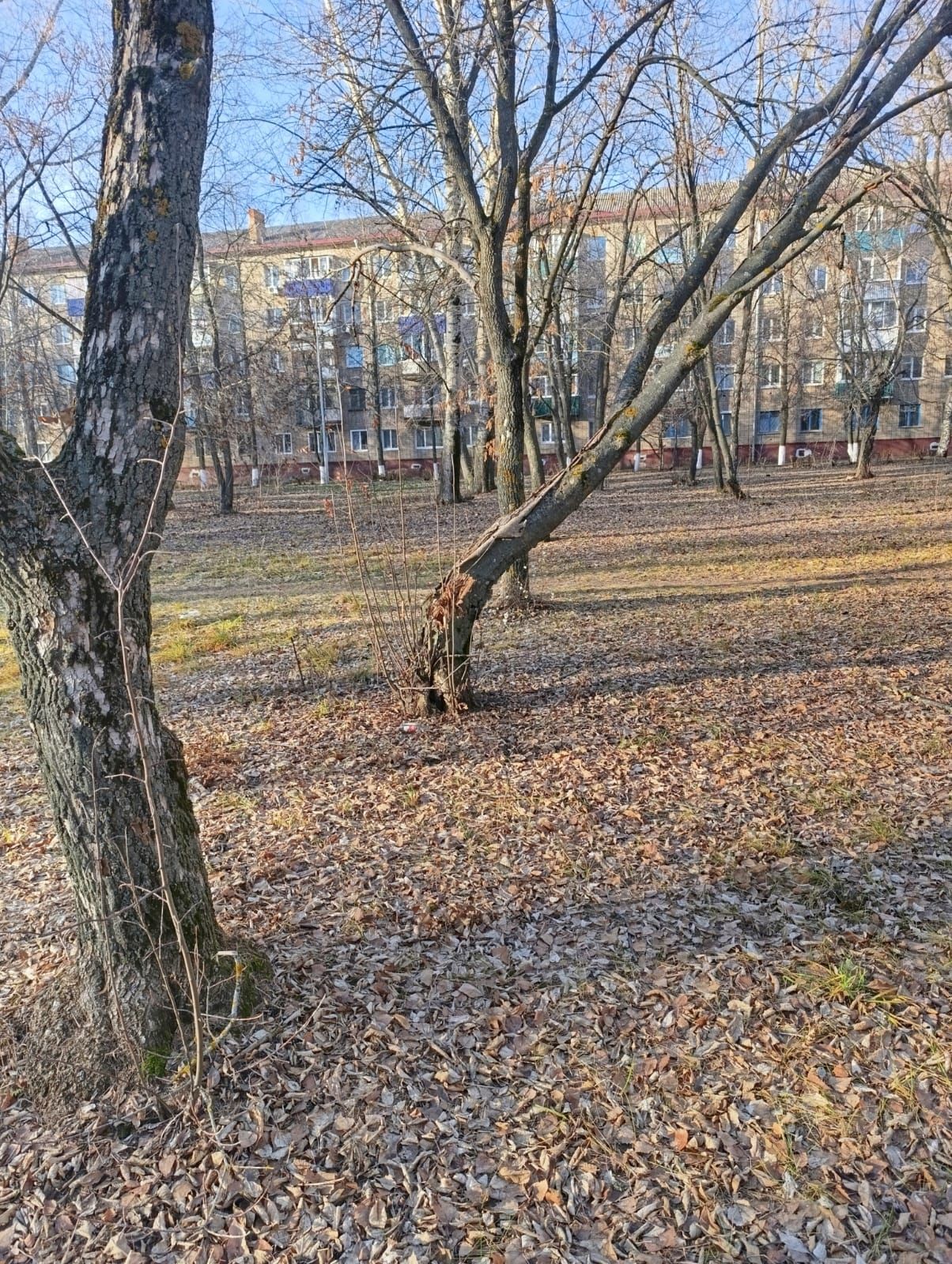 Санитарная обрезка деревьев делает парки безопаснее для заинцев