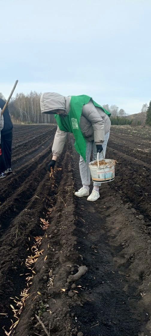 Заинские студенты приняли участие в посадке деревьев в лесопитомнике