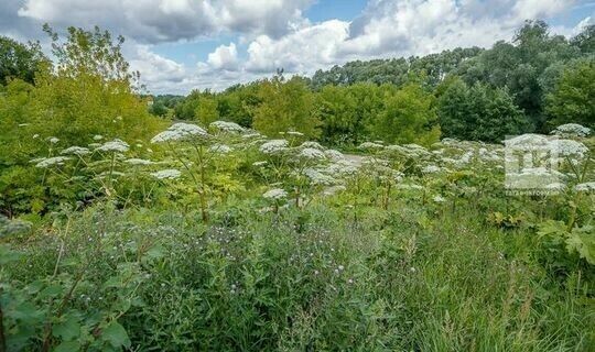 Борьба с борщевиком Сосновского: методы, опасности и законодательные меры