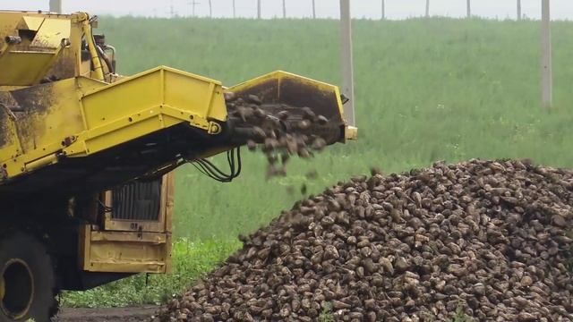 На Заинском сахарном заводе дан старт переработке нового урожая