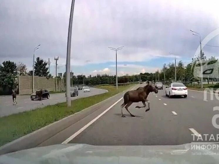 В Заинском районе начался сезон гона лосей: водителям напоминают об осторожности
