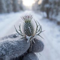 Народные приметы на 17 января 2026: традиции дня Зосимы Пчельника