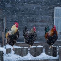 20 января: народные приметы на Ивана Бражника и что запрещено делать в этот день