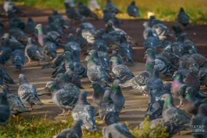 Өй янында күгәрчен ашаткан өчен штраф салырга  мөмкиннәр