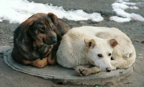 В Татарстане собака напала на ребенка