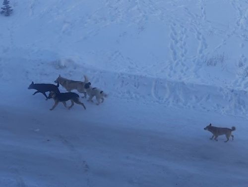 В Заинске отловили более 70 безнадзорных собак с начала года