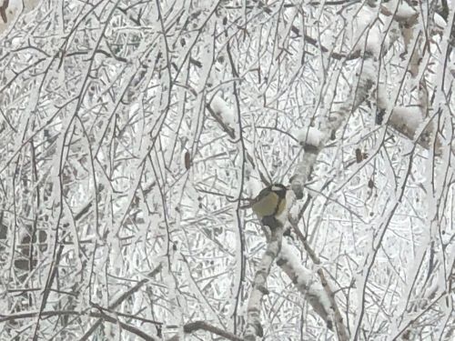 Җирле шагыйрәбез Роза Хәйретдинова шигырен тәкъдим итәбез