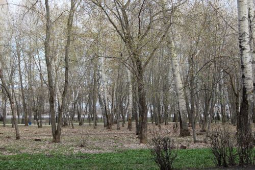 Сегодня – День прогулки по парку