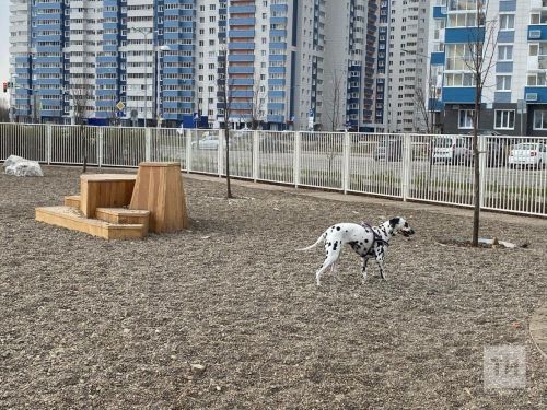 Голосование по благоустройству поможет улучшить инфраструктуру для владельцев собак