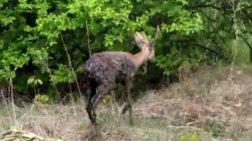 В Бугульме спасли детеныша косули, застрявшего в грязи
