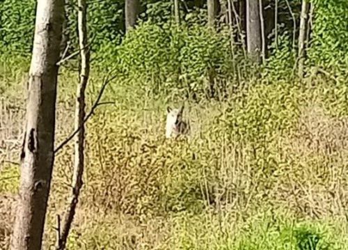 В Заинский район Татарстана вернулись волки
