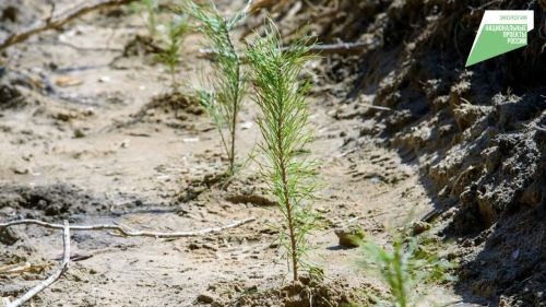 В Татарстане по нацпроекту восстановили 224 гектара леса