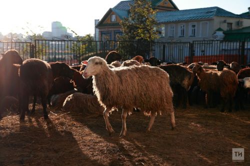 В Татарстан запретят ввозить овец для Курбан-байрама из других регионов