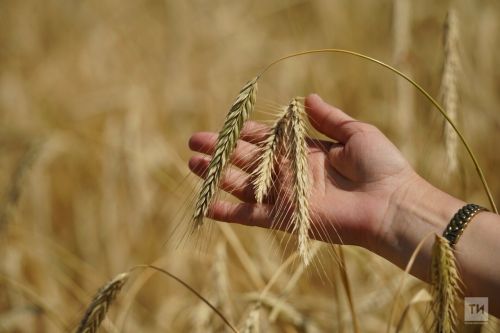 Россельхозцентр РТ: Недостаток влаги отрицательно влияет на развитие яровых культур