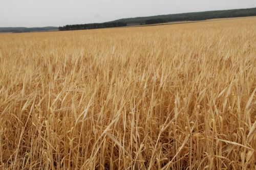 Зәй районы кырларында барлык мәйданнарның 18 процентында игеннән урып-суктырылды