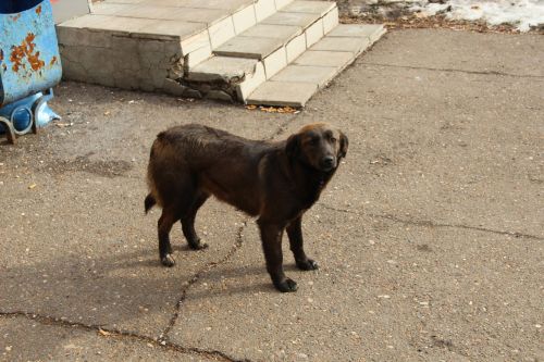 В Заинске продолжается отлов собак