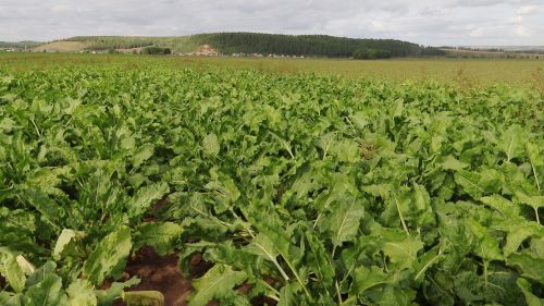 В Заинском районе уборка сахарной свеклы завершилась на 52 процента