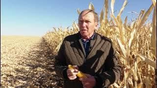 На полях района продолжается уборка технических культур