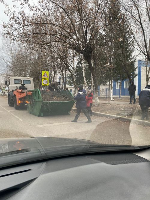 Городские деревья готовятся к зиме: осенняя обрезка для здоровья и безопасности