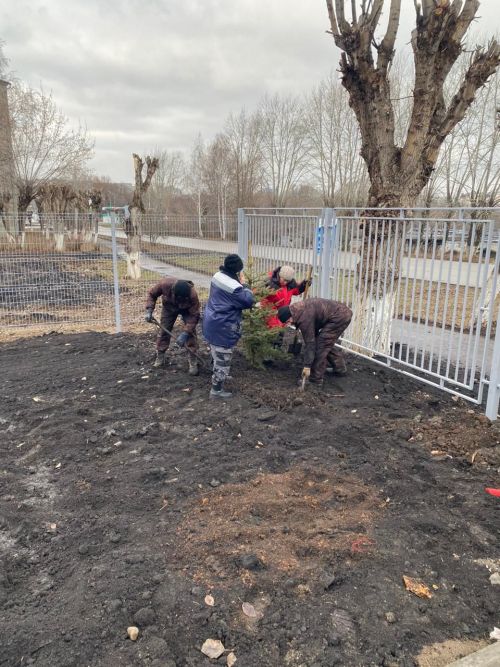 Городские деревья готовятся к зиме: осенняя обрезка для здоровья и безопасности