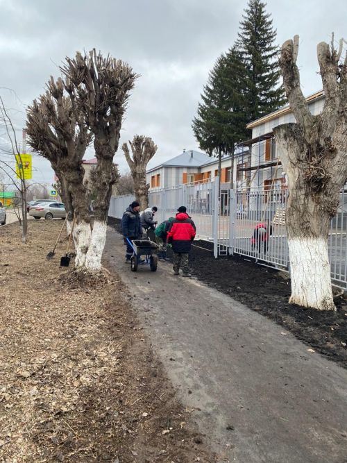 Городские деревья готовятся к зиме: осенняя обрезка для здоровья и безопасности