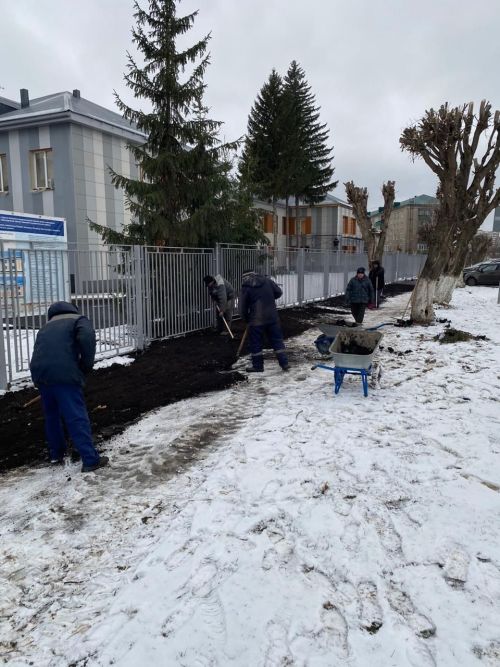 Городские деревья готовятся к зиме: осенняя обрезка для здоровья и безопасности