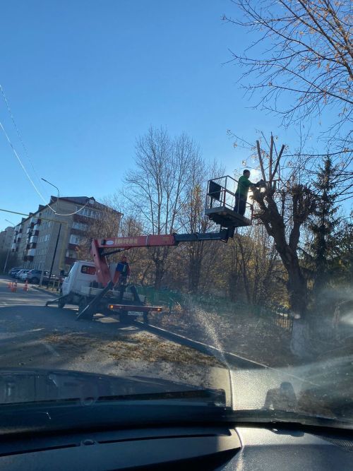 Городские деревья готовятся к зиме: осенняя обрезка для здоровья и безопасности