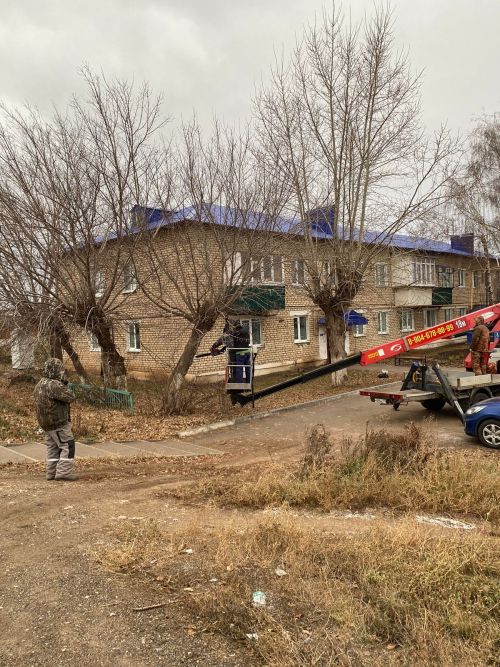 Городские деревья готовятся к зиме: осенняя обрезка для здоровья и безопасности
