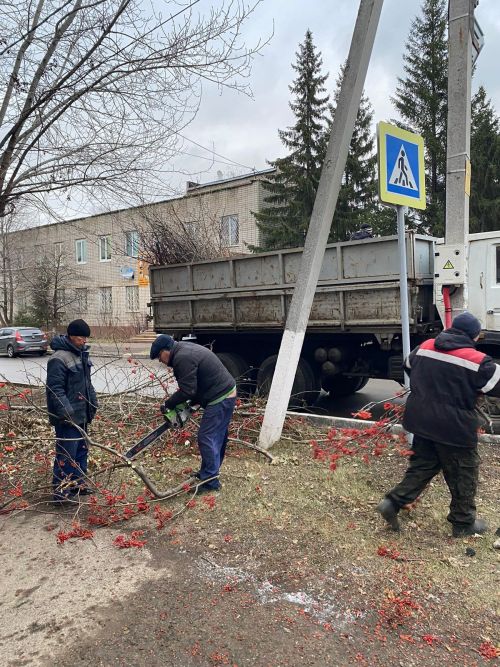 Городские деревья готовятся к зиме: осенняя обрезка для здоровья и безопасности